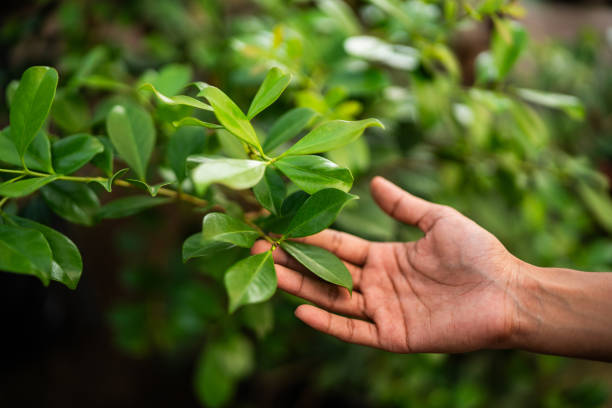 Professional Tree Services in Honey Grove, TX